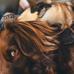 Two dogs on a bed